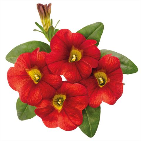 Foto de variedad de flores para ser usadas como: Maceta Calibrachoa hybrida Jambo Fire