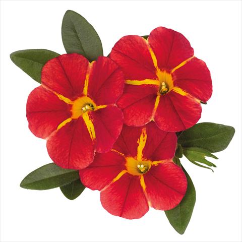Foto de variedad de flores para ser usadas como: Tarrina de colgar / Maceta Calibrachoa hybrida Jambo Red Cartwheel