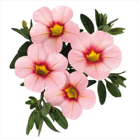 Foto de variedad de flores para ser usadas como: Tarrina de colgar / Maceta Calibrachoa hybrida Jambo Soft Pink