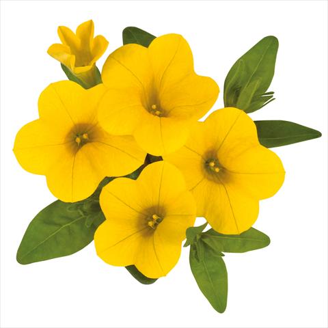 Foto de variedad de flores para ser usadas como: Tarrina de colgar / Maceta Calibrachoa hybrida Calibrachoa Jambo Yellow