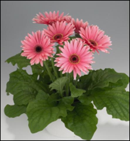 Foto de variedad de flores para ser usadas como: Tarrina de colgar / Maceta Gerbera jamesonii Royal Deep Pink