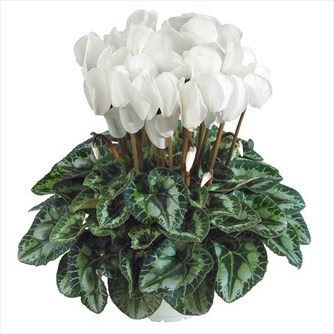 Foto de variedad de flores para ser usadas como: Maceta Cyclamen persicum Halios HD Blanc