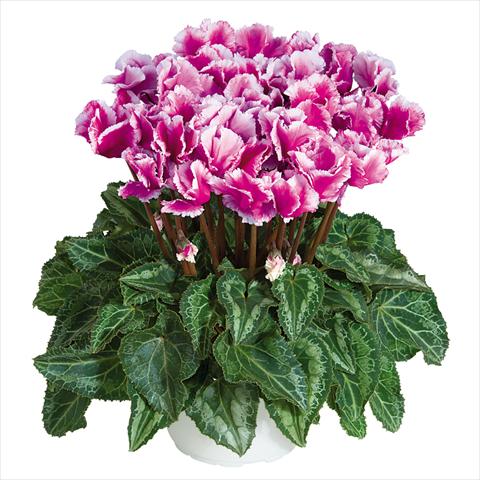 Foto de variedad de flores para ser usadas como: Maceta Cyclamen persicum midi Abanico Violet