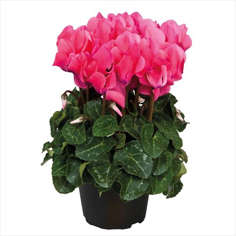 Foto de variedad de flores para ser usadas como: Maceta Cyclamen persicum midi Ciclamini Midi Neon Pink