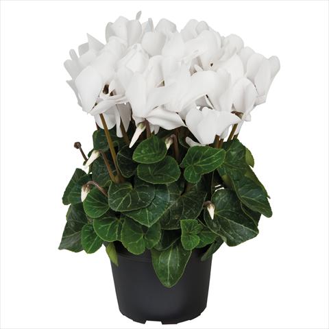 Foto de variedad de flores para ser usadas como: Maceta Cyclamen persicum midi SS Allure F1 Pure White
