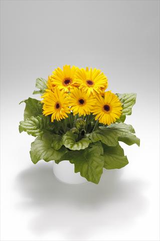 Foto de variedad de flores para ser usadas como: Tarrina de colgar / Maceta Gerbera jamesonii Royal Golden Yellow