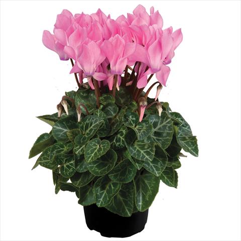 Foto de variedad de flores para ser usadas como: Maceta Cyclamen persicum mini SS Carino F1 Neon Pink