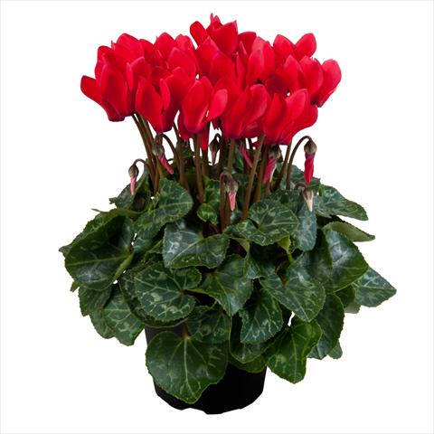 Foto de variedad de flores para ser usadas como: Maceta Cyclamen persicum mini SS Carino F1 Red
