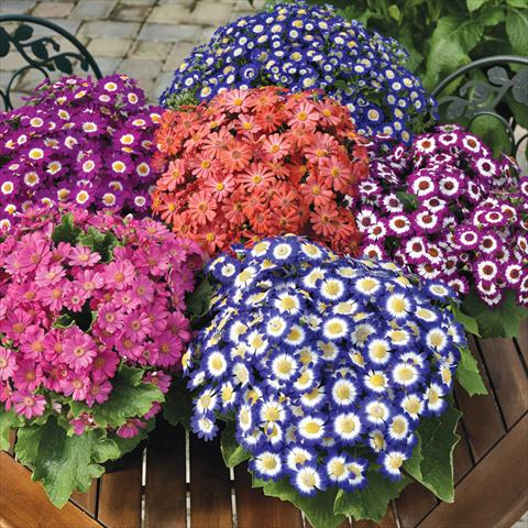 Foto de variedad de flores para ser usadas como: Maceta Cineraria Serenissima