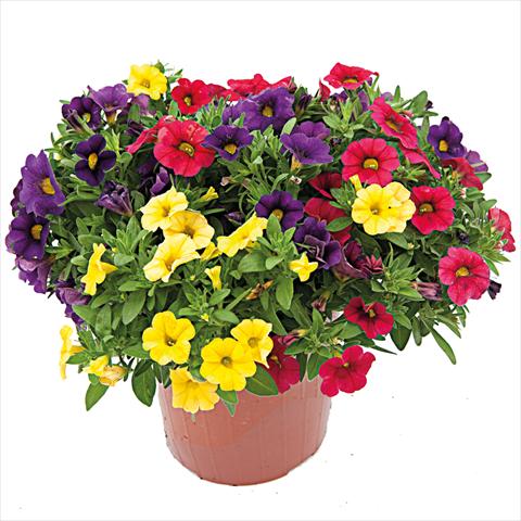 Foto de variedad de flores para ser usadas como: Tarrina de colgar / Maceta 3 Combo ColourGames Calipetite Mix