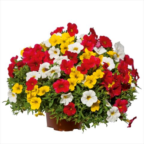 Foto de variedad de flores para ser usadas como: Tarrina de colgar / Maceta 3 Combo ColourGames Caprimix