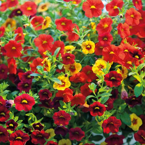 Foto de variedad de flores para ser usadas como: Tarrina de colgar / Maceta 2 Combo ColourGames Celebration Vulcano