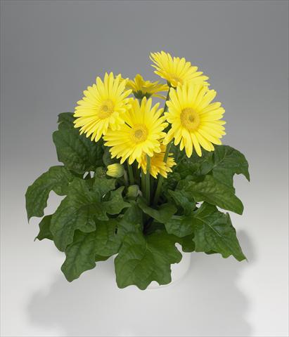 Foto de variedad de flores para ser usadas como: Tarrina de colgar / Maceta Gerbera jamesonii Royal Lemon