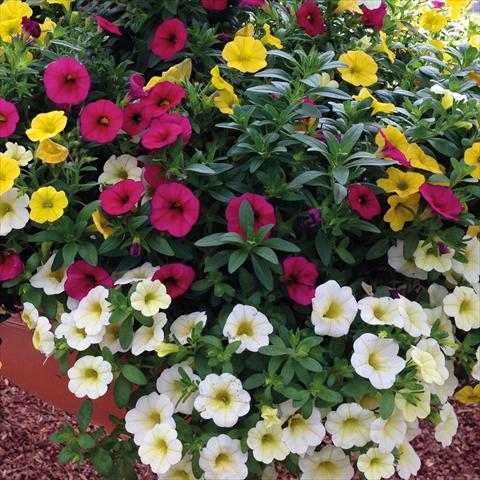 Foto de variedad de flores para ser usadas como: Tarrina de colgar / Maceta 3 Combo ColourGames Sansibar