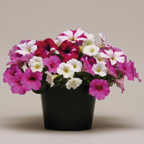 Foto de variedad de flores para ser usadas como: Tarrina de colgar / Maceta 4 Combo ColourGames Strawberry Pie