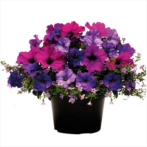 Foto de variedad de flores para ser usadas como: Tarrina de colgar / Maceta 2 Combo ColourGames Tray 50 Shades