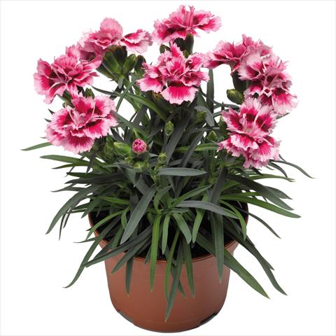 Foto de variedad de flores para ser usadas como: Maceta Dianthus Sublime Rose Picotee
