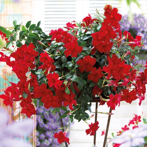 Foto de variedad de flores para ser usadas como: Tarrina de colgar / Maceta Dipladenia Beauty Bright Red