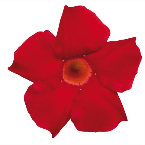 Foto de variedad de flores para ser usadas como: Maceta Dipladenia Classic Early Scarlet