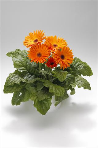 Foto de variedad de flores para ser usadas como: Tarrina de colgar / Maceta Gerbera jamesonii Royal Light Orange