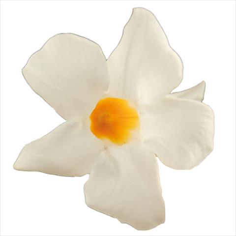 Foto de variedad de flores para ser usadas como: Maceta Dipladenia Classic White 16