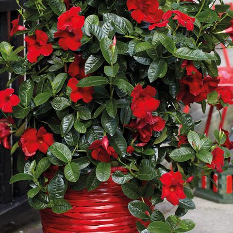 Foto de variedad de flores para ser usadas como: Maceta Dipladenia Cosmos Carmine-Red