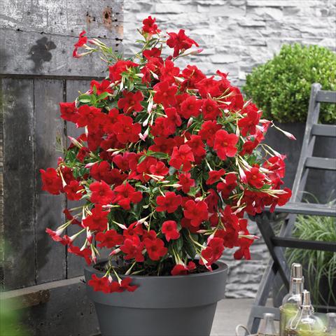 Foto de variedad de flores para ser usadas como: Maceta Dipladenia Grand Red