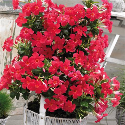 Foto de variedad de flores para ser usadas como: Maceta Dipladenia Grand Rose