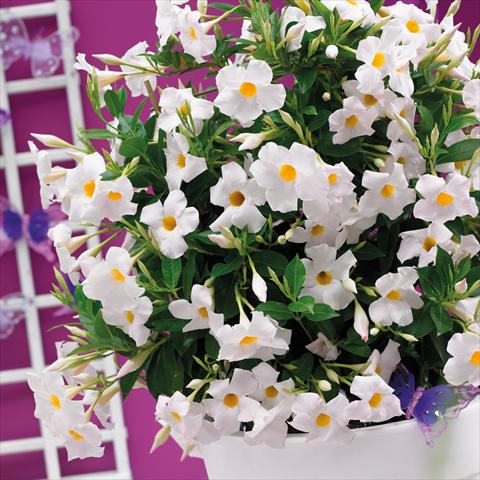 Foto de variedad de flores para ser usadas como: Maceta Dipladenia Grand White
