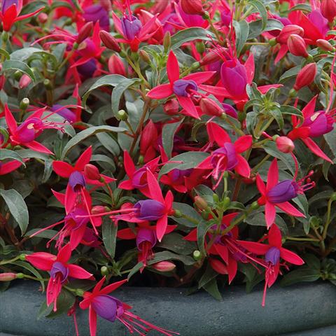 Foto de variedad de flores para ser usadas como: Tarrina de colgar / Maceta Fuchsia hybrida Tinklebell Cherry-Blue