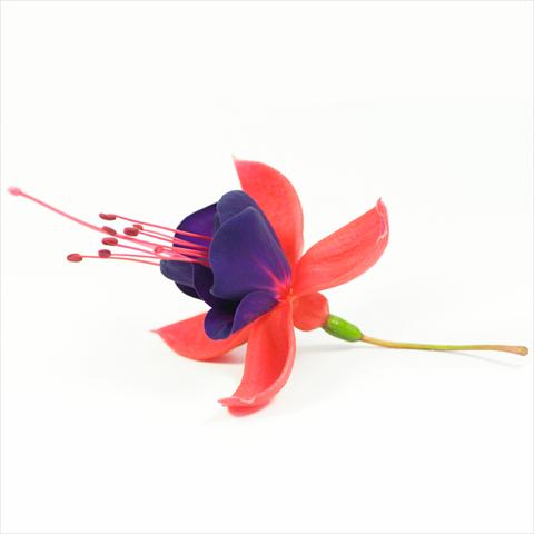 Foto de variedad de flores para ser usadas como: Tarrina de colgar / Maceta Fuchsia hybrida Tinklebell Red-Blue