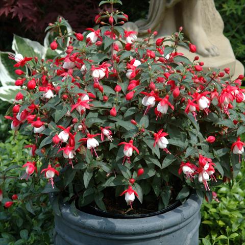 Foto de variedad de flores para ser usadas como: Tarrina de colgar / Maceta Fuchsia hybrida Tinklebell Red-White