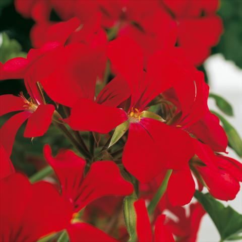 Foto de variedad de flores para ser usadas como: Maceta Pelargonium peltatum Prisma Red