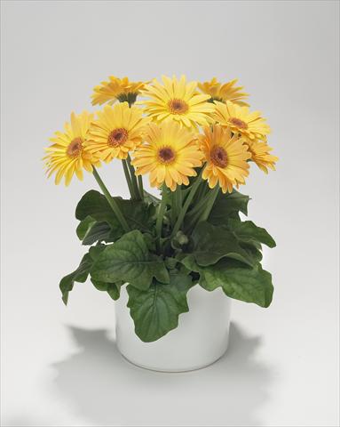 Foto de variedad de flores para ser usadas como: Tarrina de colgar / Maceta Gerbera jamesonii Royal Mini Golden Orange