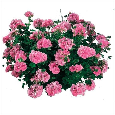 Foto de variedad de flores para ser usadas como: Tarrina de colgar / Maceta Pelargonium peltatum Cottage Light Pink