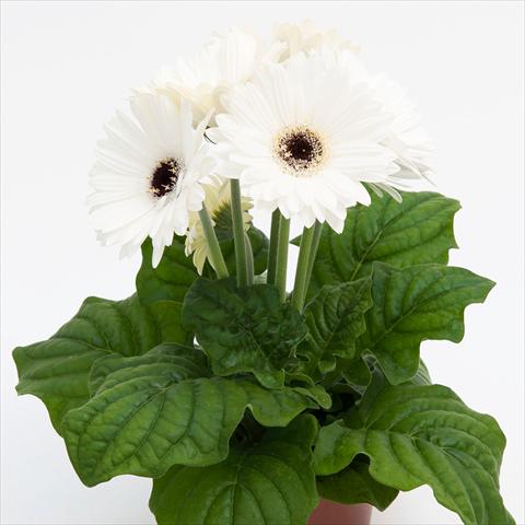 Foto de variedad de flores para ser usadas como: Maceta Gerbera jamesonii Contessa Bright White Dark Eye