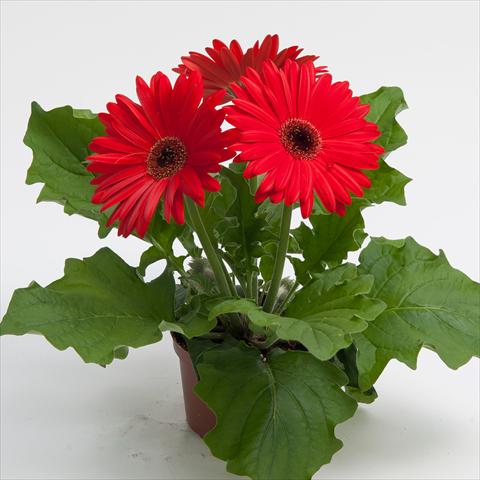 Foto de variedad de flores para ser usadas como: Maceta Gerbera jamesonii Contessa Red Dark Eye