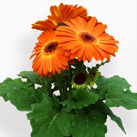 Foto de variedad de flores para ser usadas como: Maceta Gerbera jamesonii Contessa Sunset Orange
