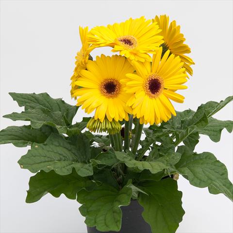 Foto de variedad de flores para ser usadas como: Maceta Gerbera jamesonii Contessa Yellow Dark Eye