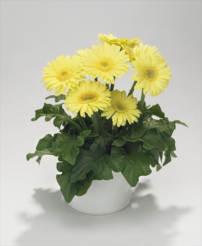 Foto de variedad de flores para ser usadas como: Tarrina de colgar / Maceta Gerbera jamesonii Royal Mini Lime Yellow