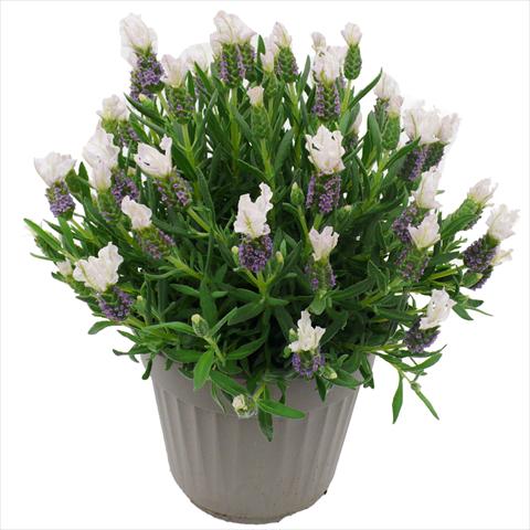 Foto de variedad de flores para ser usadas como: Maceta y planta de temporada Lavandula stoechas Lavinia Compact White