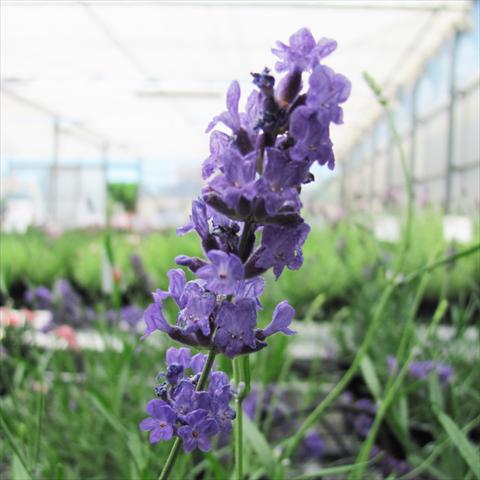 Foto de variedad de flores para ser usadas como: Maceta y planta de temporada Lavandula stoechas Lavinia Forever Blue