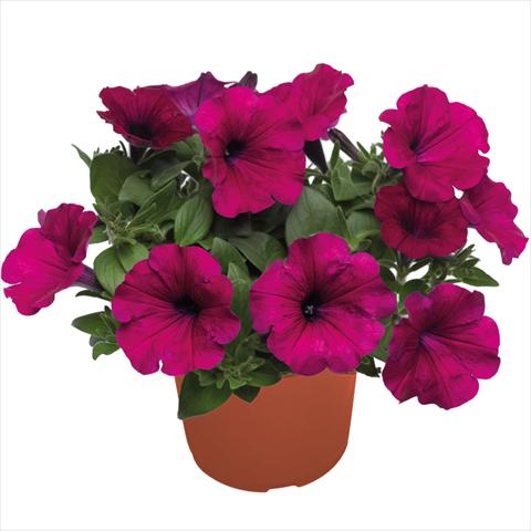 Foto de variedad de flores para ser usadas como: Tarrina de colgar / Maceta Petunia hybrida Top-Tunia Purple