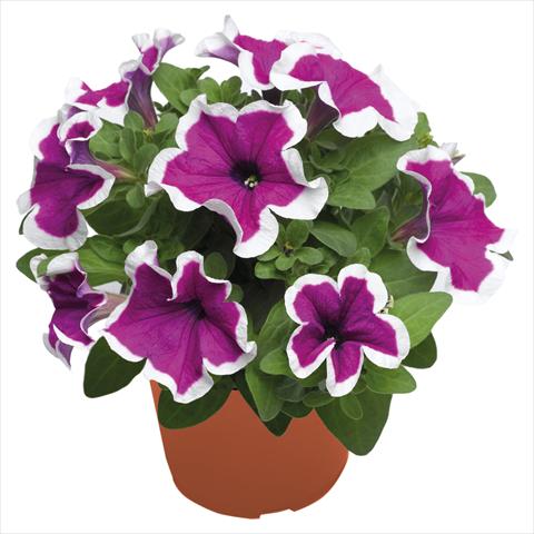 Foto de variedad de flores para ser usadas como: Tarrina de colgar / Maceta Petunia hybrida Top-Tunia Purple Picotee