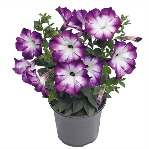 Foto de variedad de flores para ser usadas como: Tarrina de colgar / Maceta Petunia hybrida Top-Tunia Style Blue Swing