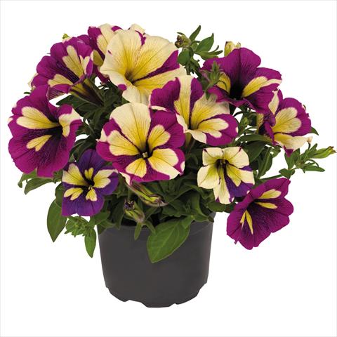 Foto de variedad de flores para ser usadas como: Maceta Petunia hybrida Top-Tunia Style Lavender Star
