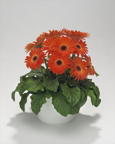 Foto de variedad de flores para ser usadas como: Tarrina de colgar / Maceta Gerbera jamesonii Royal Mini Orange