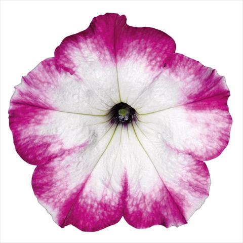 Foto de variedad de flores para ser usadas como: Maceta Petunia hybrida Top-Tunia Style Purple Swing