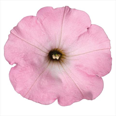 Foto de variedad de flores para ser usadas como: Maceta Petunia hybrida Top-Tunia Sweet Pink