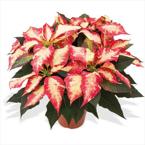 Foto de variedad de flores para ser usadas como: Maceta Poinsettia - Euphorbia pulcherrima Poinsettie Jingle Bell Rock